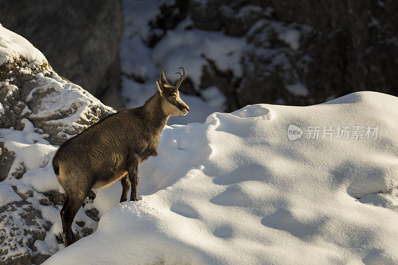 冬天的Chamois, Alps。